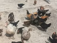 Ducks — photo 2