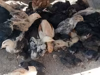 Chickens — photo 2
