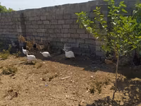 Chickens — Foto 1