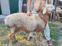 كبش, Rhon sheep — الصورة 4