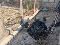 Turkeys — photo 4