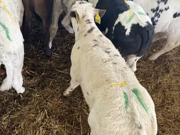 Toro, Ganado vacuno