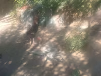 Malay Game — foto 2