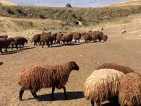 Qoyun, Qoyunlar — foto 1