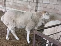 Buğa, Russian Black pied cattle — foto 3