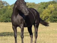 Stute, Quarter Horse — Foto 4