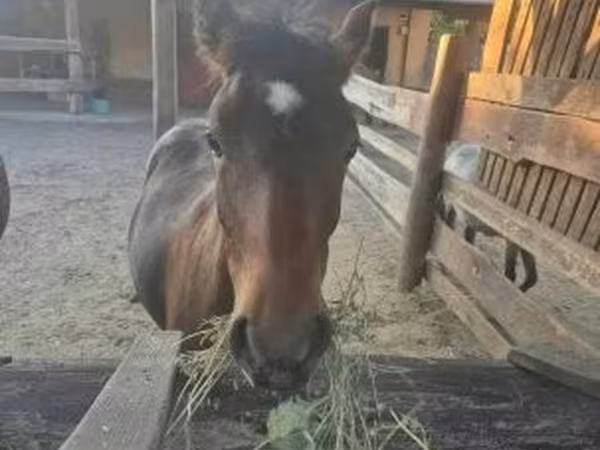 घोड़ा, Welsh Cob