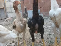 Chickens — photo 5