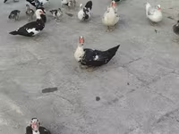 家养麝香鸭 — 照片 4