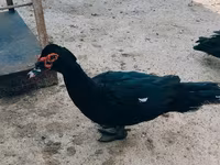 Ducks — फ़ोटो 1
