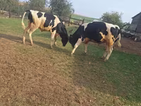 सांड, Russian Black pied cattle — फ़ोटो 3