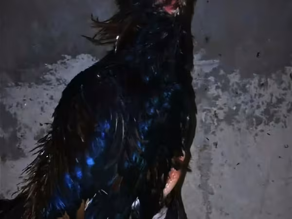 Chickens — Ázerbájdžán