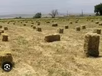 Ot biçimi başdyib isdyen olsa presde satlr isdyen olsa aciqda super — фото 2