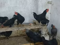Australorp — Foto 3