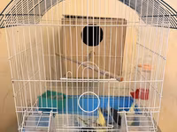 Nymph (cockatiel) cütlüyü və qəfəs komplekti - Növ: Nymph paraket — 照片 1
