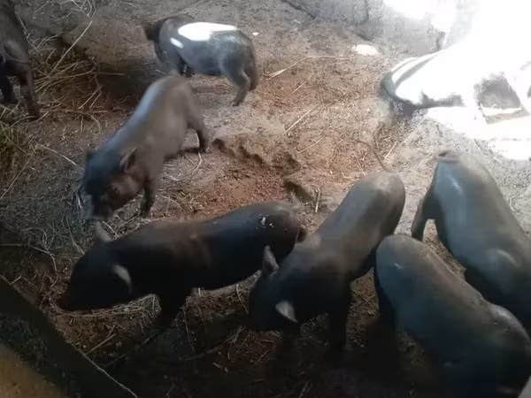 Säue, Вьетнамская вислобрюхая