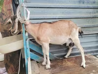 Koza, Kozy — foto 2