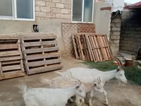 Dişi keçi, Saanen goat — foto 3