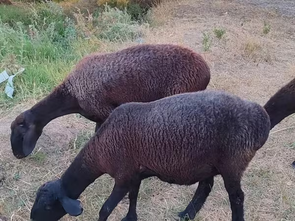 Madyan, Atlar