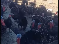 Turkeys — foto 3