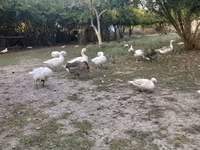 Geese — 照片 3