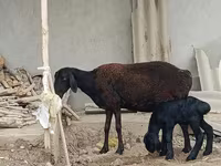 Qoyun, Qoyunlar — foto 2