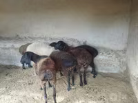 Qoyun, Qoyunlar — foto 5