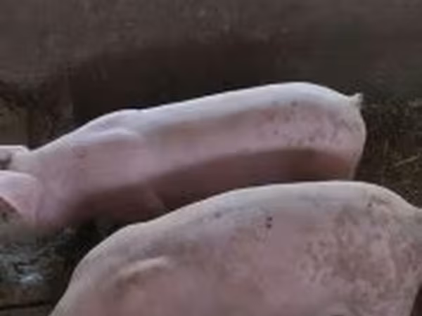 Toʻngʻiz, Дюрок
