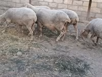 Sheep, Sheep — photo 7
