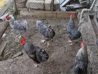 Slovenian Barred Hen — photo 3