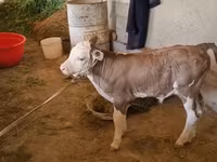 Bull, Red-spotted breed — photo 4