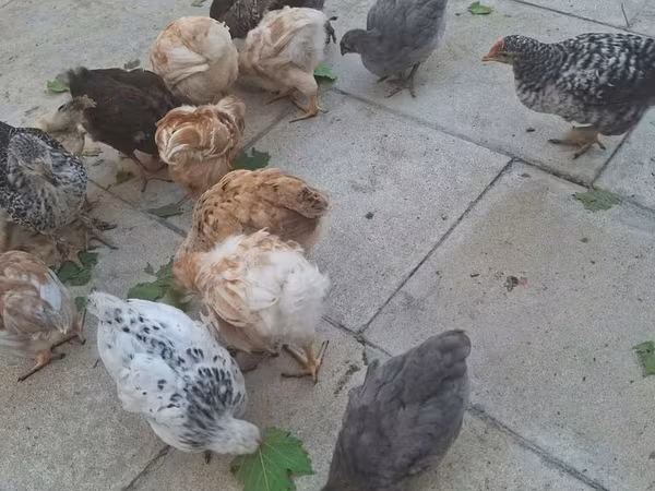 Chickens — Azerbaijan