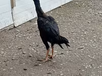 Chickens — الصورة 2