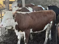 Buğa, Simmental cattle — foto 1