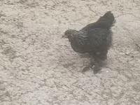 Brahma — photo 3