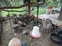 Holenderski bantam — zdjęcie 4