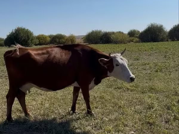 Krava, Latvian Blue cattle