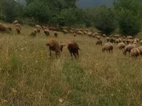 Sheep (batch, sex not specified), Sheep — photo 1