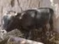 公牛, Cattle — 照片 8