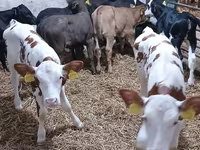 गाय, लिमोज़िन गाय — फ़ोटो 4