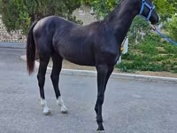 Hengst, Akhal-Teke — Foto 7