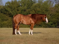 Cavalo, Quarter Horse — foto 1