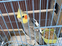 Nimfa (Cockatiel) cütlüyü + qəfəs - Növ: Nimfa papağanı (Cockatiel) — 照片 3