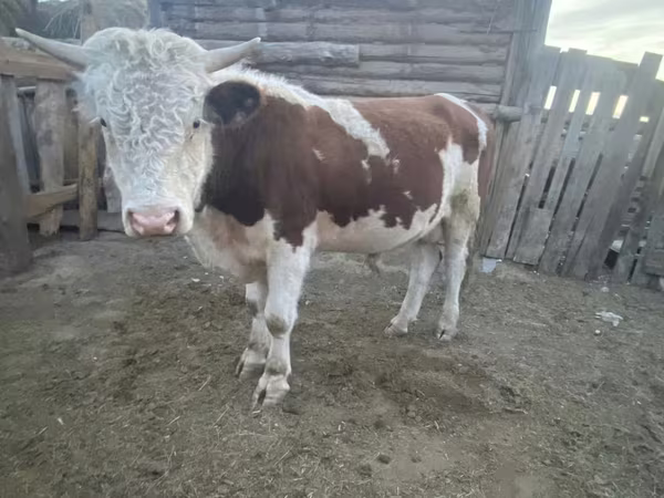 Buğa, Qazaxıstan ağbaş inəyi