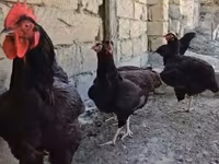 Chickens — Foto 1