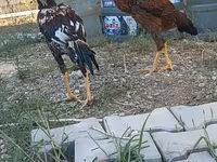 Chickens — foto 2