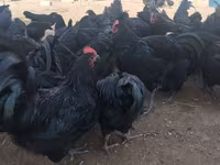 Australorp — photo 4
