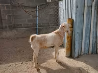 عنزة, Kamori goats — الصورة 3