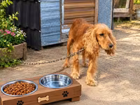 Spaniel erkək 3 yaş təcili satılır. Ünvan Maştağa qəsəbəsi. Real — 照片 2