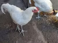 Australorp — foto 4
